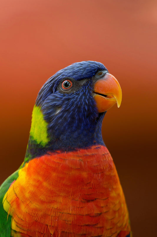La sorprendente funcion del color en el reino animal