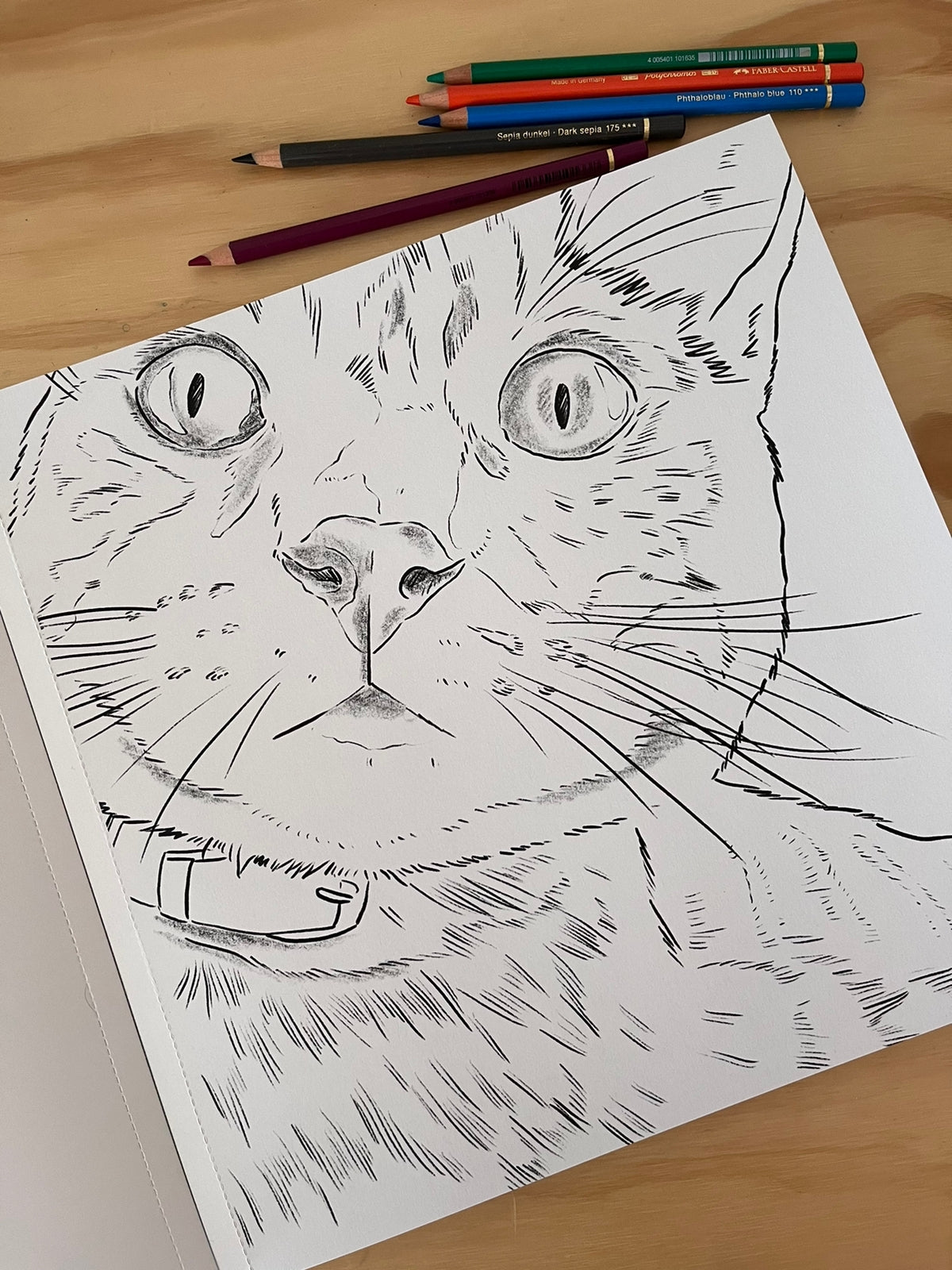 Libro Gatos