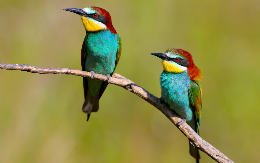 Naturaleza cromática:  del vuelo del quetzal al trazo del artista.